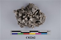 藏品(珊瑚化石)的圖片